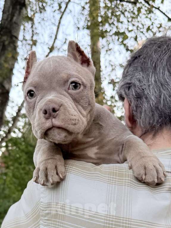 Собаки в Жуковском: Американский булли щенки покет Девочка, 90 000 руб. - фото 2