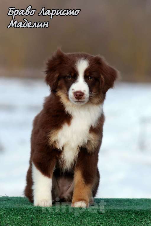 Собаки в Рязани: Питомник РКФ предлагает девочку Девочка, 90 000 руб. - фото 4