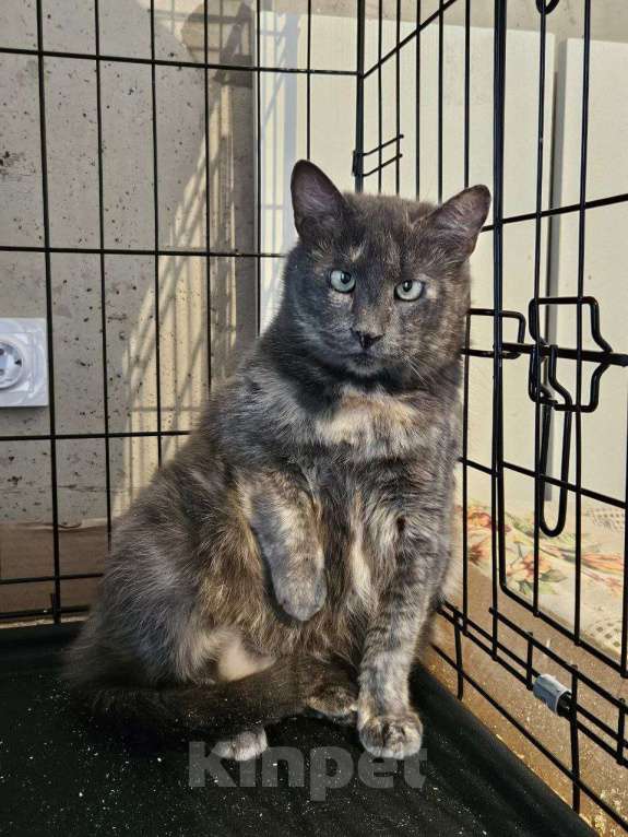 Кошки в Санкт-Петербурге: Кругленькая, смешная и очень трогательная Кася Девочка, Бесплатно - фото 4