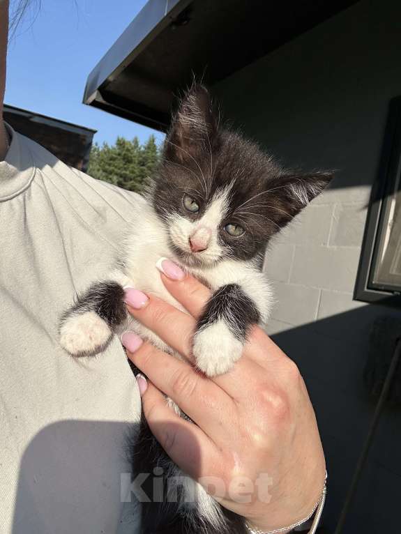Кошки в других городах Самарской области: Кошки нагуляли нам такое изобилие! Готовы поделиться! Девочка, Бесплатно - фото 8
