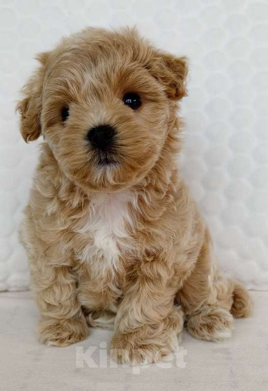 Собаки в Санкт-Петербурге: Щенки мальтипу f1 мини Мальчик, Бесплатно - фото 1