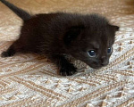 Кошки в Красноярске: Чёрный котёнка Девочка, Бесплатно - фото 1