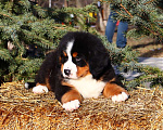 Собаки в Москве: Щенок Бернского Зенненхунда Мальчик, Бесплатно - фото 4