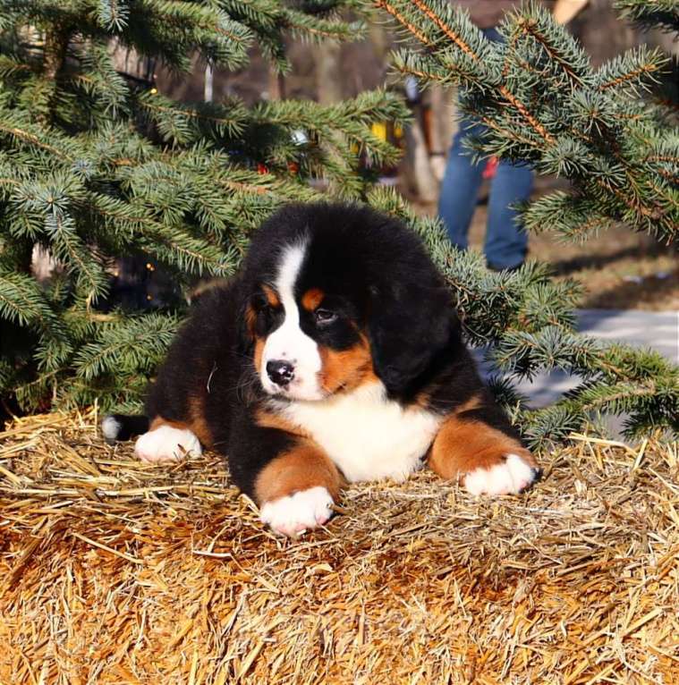 Собаки в Москве: Щенок Бернского Зенненхунда Мальчик, Бесплатно - фото 4