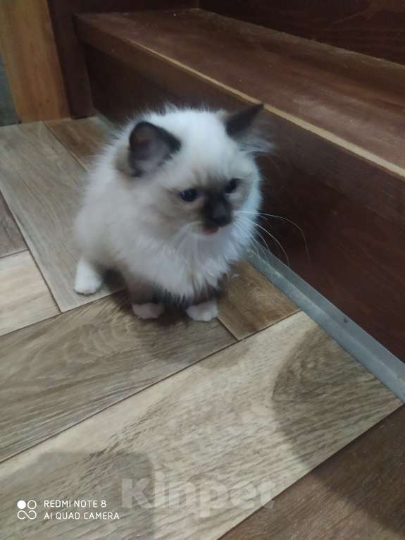 Кошки в Барнауле: Продажа котят породы Регдолл Мальчик, 40 000 руб. - фото 6