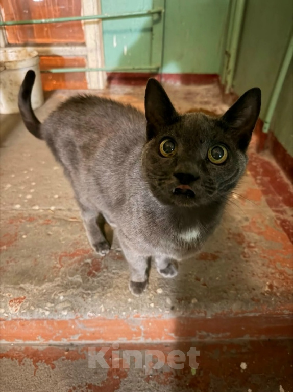 Кошки в Нижнем Новгороде: Нашла котика Мальчик, Бесплатно - фото 1