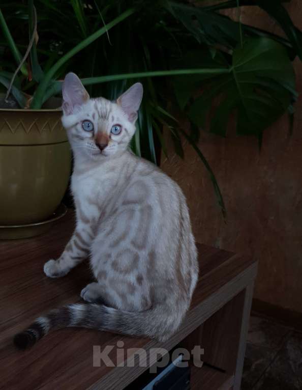 Кошки в Симферополе: Снежный бенгальский мальчик  Мальчик, 65 000 руб. - фото 1