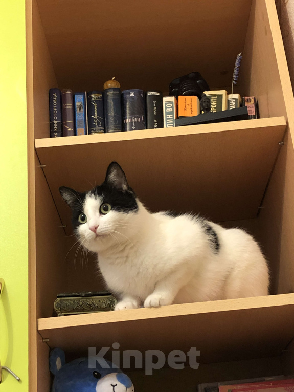 Кошки в Оренбурге: Сима Девочка, Бесплатно - фото 4