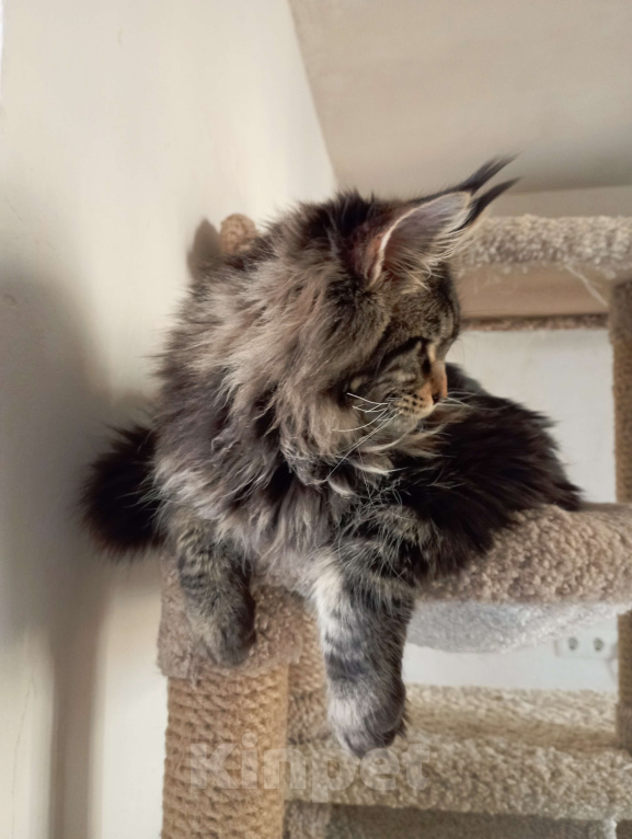 Кошки в Севастополе: Котёнок мейн-кун Мальчик, 55 000 руб. - фото 4