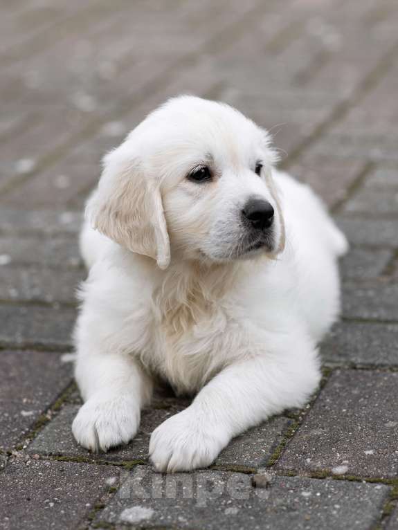 Собаки в Калининграде: голден ретривер,золотистый ретривер щенки Мальчик, Бесплатно - фото 3