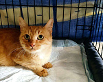 Кошки в Москве: Кошка Рыжка ищет дом Девочка, 10 руб. - фото 1