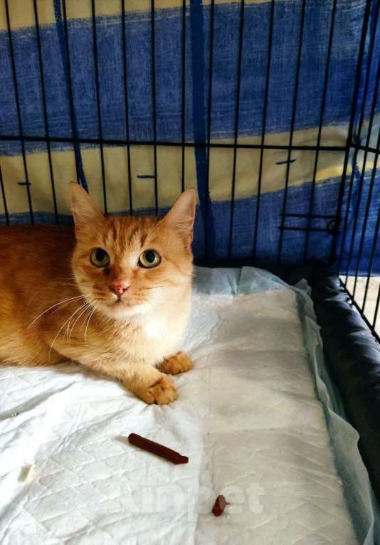 Кошки в Москве: Кошка Рыжка ищет дом Девочка, 10 руб. - фото 1