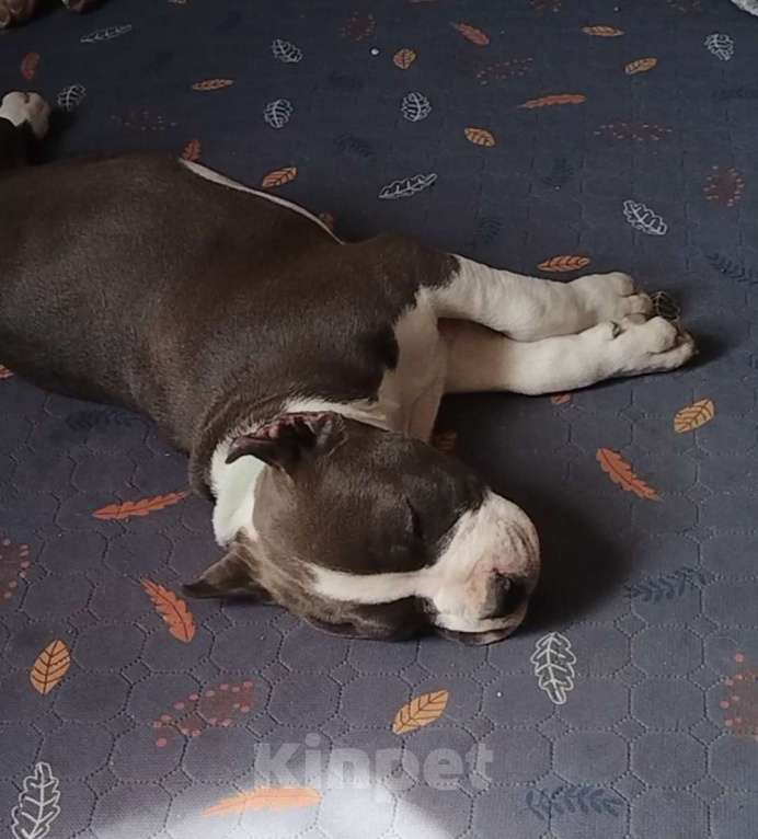 Собаки в Москве: Шикарный голубой мальчик Мальчик, 120 000 руб. - фото 5