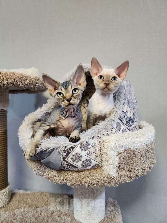 Кошки в Казани: Котенок Адам Мальчик, 80 000 руб. - фото 4