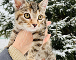 Кошки в Новосибирске: Котенок девочка полосатая Девочка, 5 руб. - фото 2