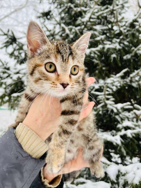 Кошки в Новосибирске: Котенок девочка полосатая Девочка, 5 руб. - фото 2