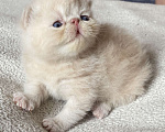 Кошки в Новосибирске: Котенок, кот, Экзотическая короткошерстная Мальчик, Бесплатно - фото 1