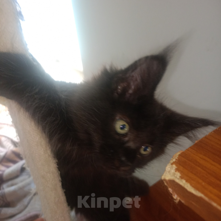 Кошки в Брянске: Котята мейн Кун Девочка, 20 000 руб. - фото 1
