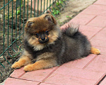 Собаки в Раменском: Девочка шпица Девочка, 40 000 руб. - фото 1