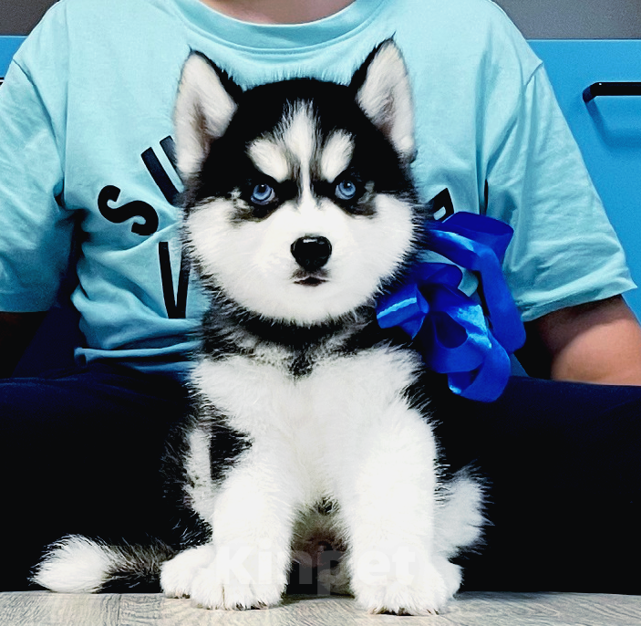 Собаки в Нефтеюганске: Хаски Щенки Разных окрасов Разнополые, Бесплатно - фото 1