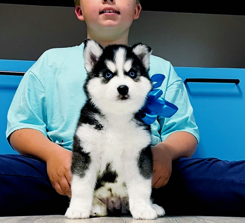 Собаки в Щелково: Хаски Щенки Разных окрасов Разнополые, Бесплатно - фото 1