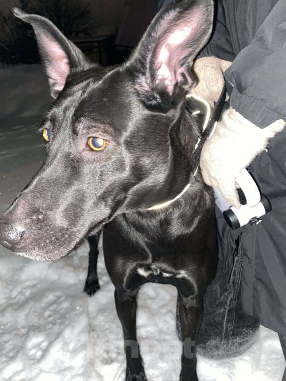 Собаки в Мурином: СРОЧНО взрослая СОБАЧЕНЬКА Девочка, Бесплатно - фото 3