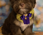 Собаки в Москве: Шоколадный Йоркширский терьер  Мальчик, 40 000 руб. - фото 3