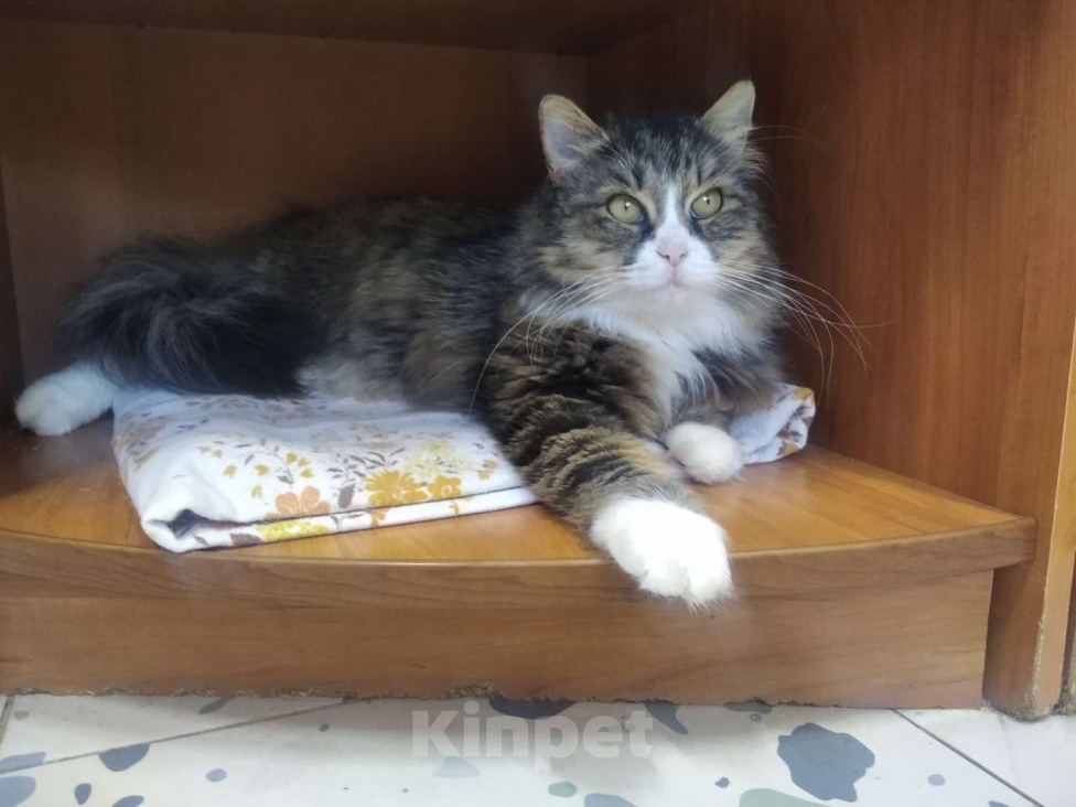 Кошки в Воронеже: Люсьена - взрослая кошка со спокойным характером ищет дом Девочка, Бесплатно - фото 4