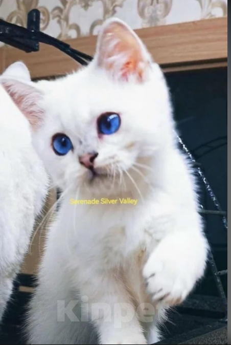 Кошки в Димитровграде: Купить котёнка! Мальчик, Бесплатно - фото 1