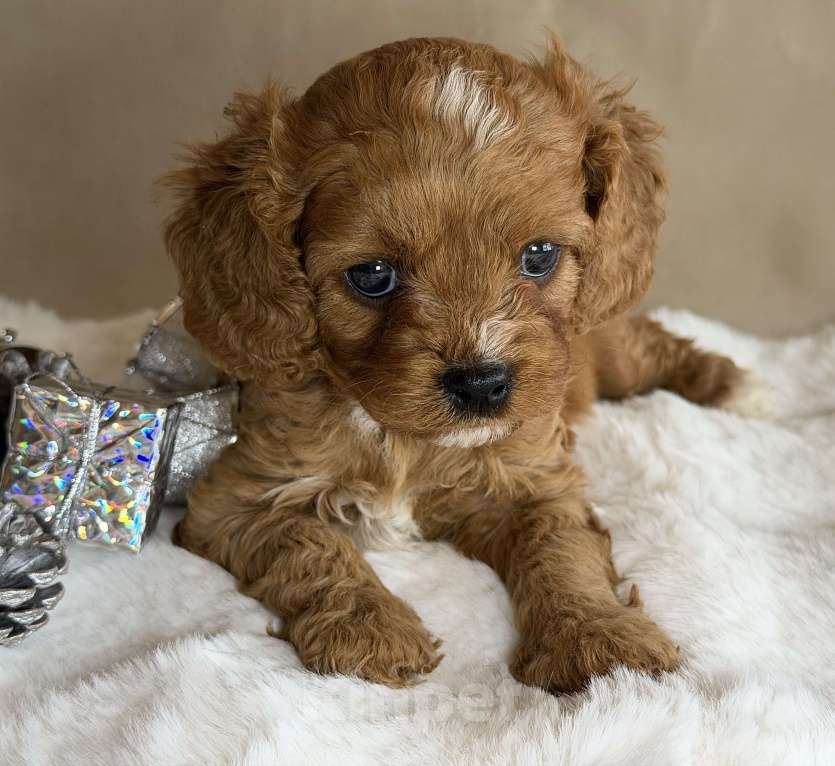 Собаки в Москве: Девочка Кавапу Девочка, 70 000 руб. - фото 5