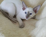 Кошки в Калининграде: Предлагаю ориентального котёнка Девочка, 30 000 руб. - фото 6