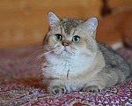 Кошки в Скопине: Вязка золотым британским котом, 20 000 руб. - фото 2