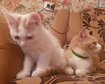 Кошки в Кораблино: Котенок в добрые руки, Бесплатно - фото 4
