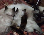 Кошки в Малмыже: Балинез❤Тай, 5 000 руб. - фото 4