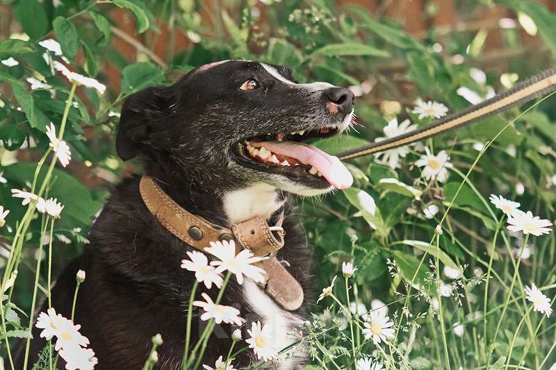 Собаки в Москве: Небольшой ласковый пёсик Джек в добрые руки Мальчик, Бесплатно - фото 4