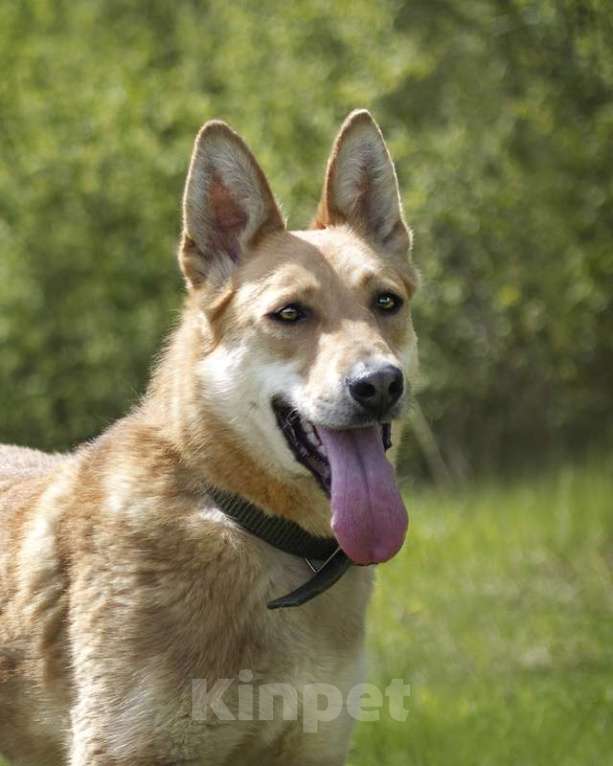 Собаки в Москве: Рыжая лисичка Белла в добрые руки Девочка, Бесплатно - фото 2