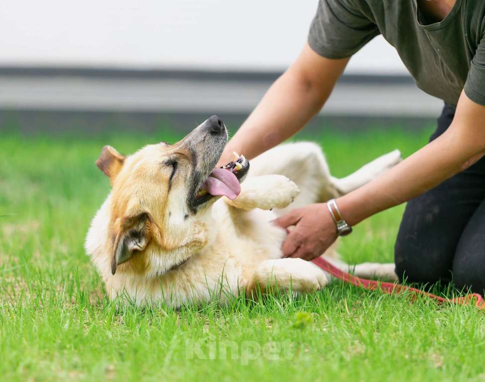 Собаки в Москве: Активная Барабулька ищет хозяев! Девочка, Бесплатно - фото 6