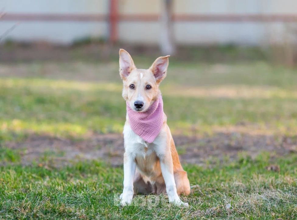 Собаки в Химках: Белла ждёт мампап 😍🍀🎀 Девочка, Бесплатно - фото 4
