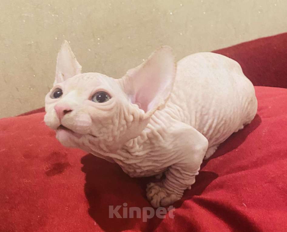 Кошки в Сочи: Бамбино Мальчик, 30 000 руб. - фото 3