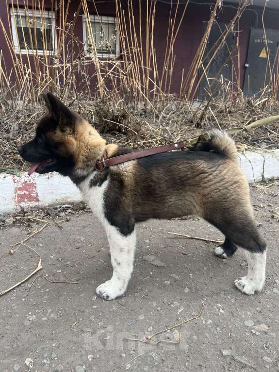 Собаки в Омске: Щенок Американской Акиты Девочка, 50 000 руб. - фото 6