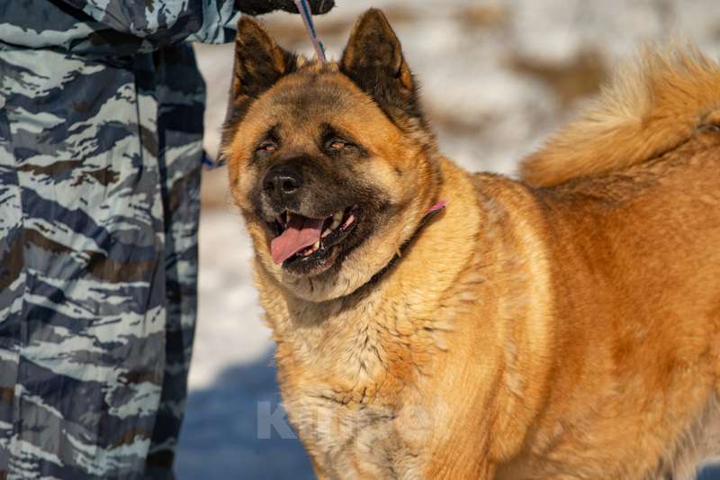 Собаки в Москве: Американская Акита по кличке Тайна ищет дом Девочка, Бесплатно - фото 1