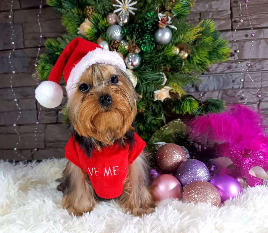 Собаки в Голицыно: Очаровательный Сердцеед  Мальчик, 30 000 руб. - фото 1