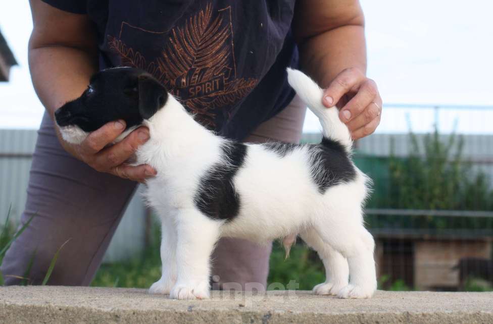 Собаки в Всеволожске: ММ ТАМТАЙ ЧЕРНЫЙ БАРХАТ  Мальчик, 45 000 руб. - фото 7