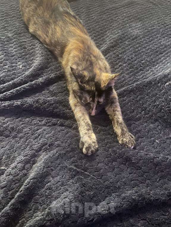 Кошки в Твери: Отдам кошечку в добрые руки Девочка, Бесплатно - фото 5