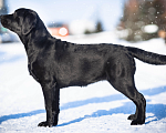 Собаки в Оренбурге: Щенок Лабрадора Девочка, 50 000 руб. - фото 3