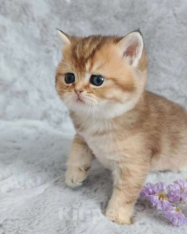 Кошки в Москве: Свободна для резерва шотландская кошечка Девочка, 70 000 руб. - фото 3