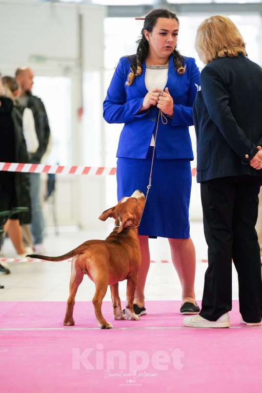 Собаки в Москве: Шикарный мыслитель амстафф  Мальчик, 100 000 руб. - фото 4