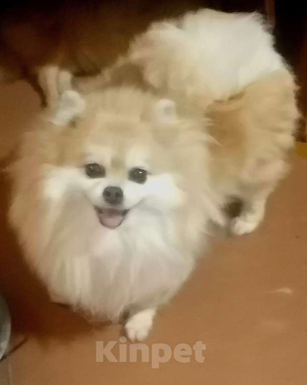 Собаки в Таганроге: Шпиц НЕМЕЦКИЙ мини  Девочка, 20 000 руб. - фото 5