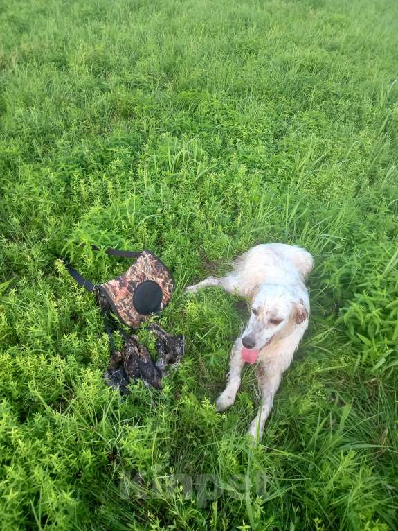 Собаки в Лакинске: Продам щенков английского сеттера.  Девочка, 60 000 руб. - фото 5