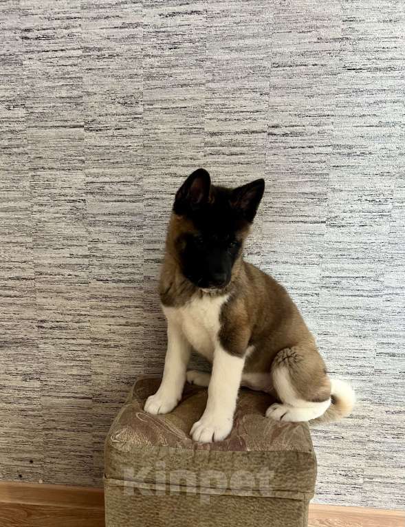 Собаки в Омске: Щенок Американской Акиты Девочка, 50 000 руб. - фото 4